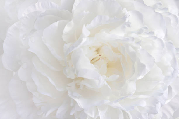istock Large white peony, light background for your design 1392165356