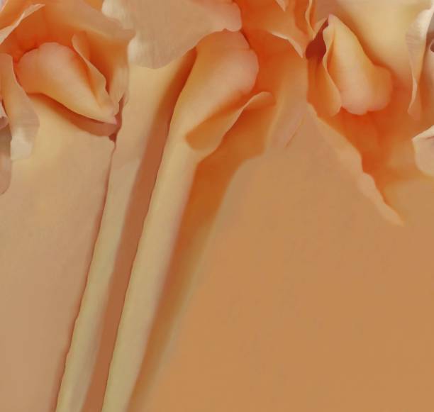istock abstraction, fabric, petals in cream colors, background, space for text 1392166025