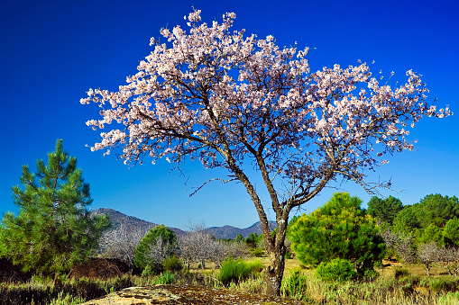 Almond blossom and pines in Cadalso de los Vídrios and Cerros de Lancharrasa in the background. Madrid. Spain.