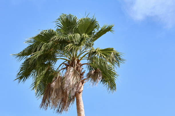 istock beautiful palm tree against the blue sky. summer vacation, summer mood 1392166504