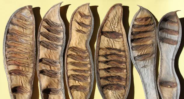 istock a row of brown seed shells closeup on a light background 1392166683
