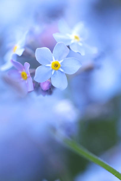 istock Close-up of forget-me-not 1392167270