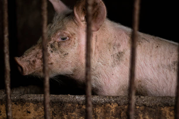 A cute, dirty pig in a cage is ready to be sold.