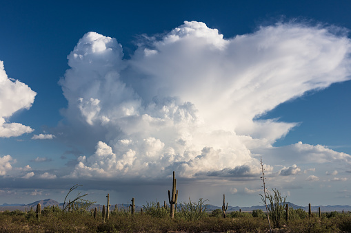 A towering cumulonimbus cloud from a monsoon season storm in the Arizona desert.