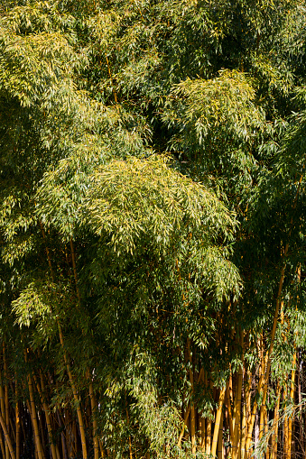 Fresh Bamboo Trees In Forest With Blurred Background, early spring