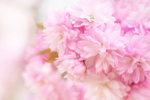 istock Beautiful blooming sakura branch in spring closeup. 1392170616
