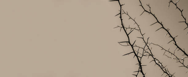 Art banner of thorny acacia branch with thorns Thorny acacia branches with lot of thorns. Art nature background thorn wreath stock pictures, royalty-free photos & images