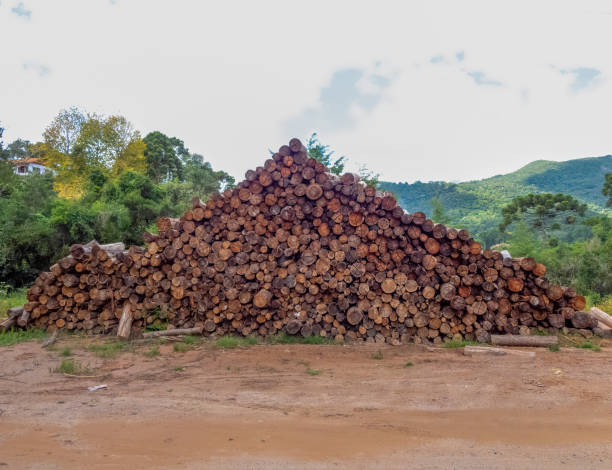 istock A big pile of logs 1392170752