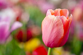 Tulips in full bloom on springtime