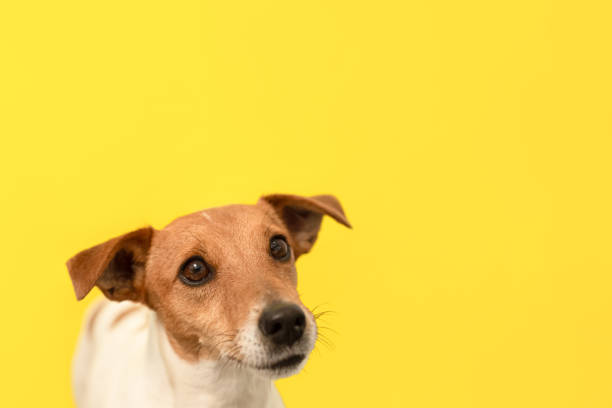 istock Jack Russell Terrier. Portrait. Thoroughbred dog on a yellow background. Copy space 1392177222
