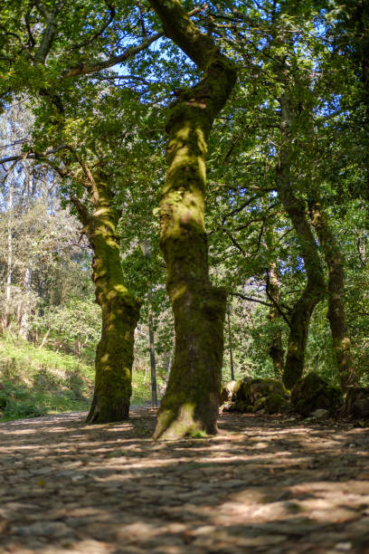 Two big trees that grew in the middle of a stone road Two big trees that grew in the middle of a stone road crescimento stock pictures, royalty-free photos & images