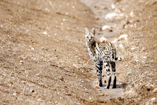 Serval stock photo