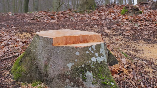 Healthy Tree Stump with Fresh Scobs Cut by Lumberjacks during Devastating Industrial Deforestation