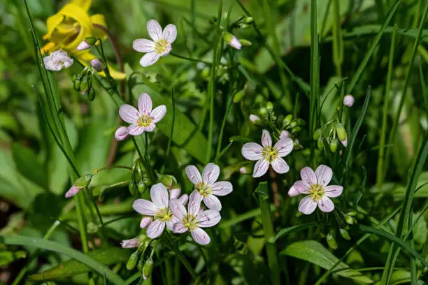 Spring beauty on a sunny day. It is one of the prettiest and earliest-blooming wildflowers and is also a delicious vegetable. It is native to moist woodlands, sunny stream banks, and thickets.