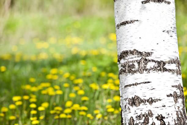 Bright white birch tree on a flower meadow close-up