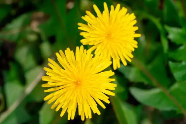 yellow dandelions in the green grass on spring day