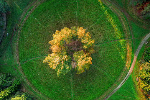 Round glade in the park with a birch circle on it. Top aerial view