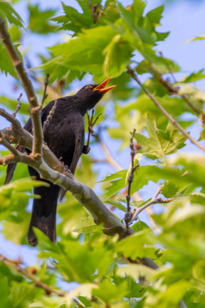 istock Photo of Blackbird perching on a tree branch 1392180482