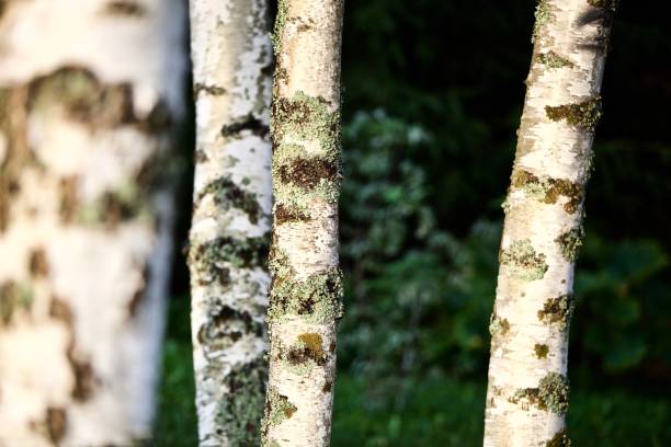 istock Close-up white birch tree trunks in focus on a blurry background 1392181324