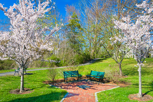 Two green benches are framed between a pair of ornamental cherry trees in full springtime bloom in a small park in Sandwich, Massachusetts