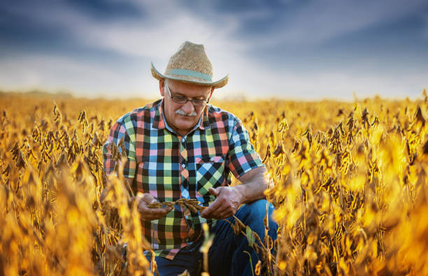 istock Farmer in a soybean field. Agricultural concept 1392181492