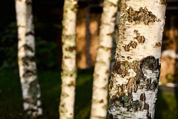 istock Close-up white birch tree trunks in focus on a blurry background 1392181637