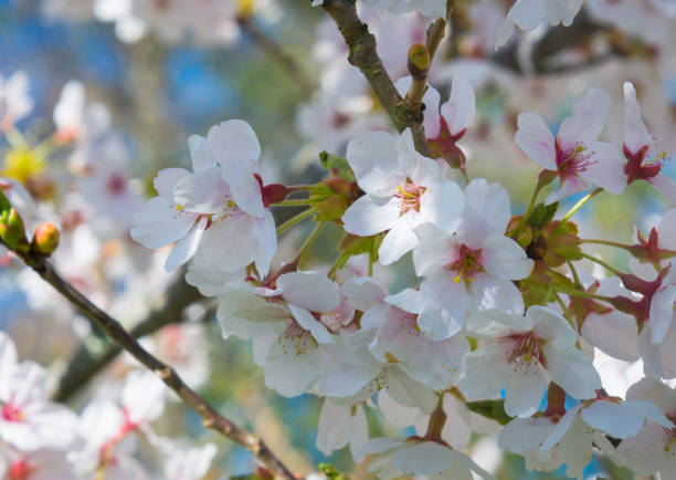 istock Cherry Blossom Branch Close Up 1392181939