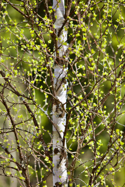 istock Young bright green leaves on spring birch trees branches close-up 1392181998