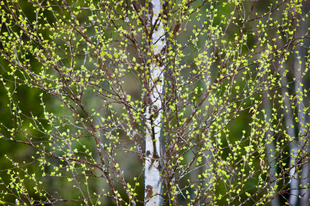 istock Young bright green leaves on spring birch trees branches close-up 1392182020