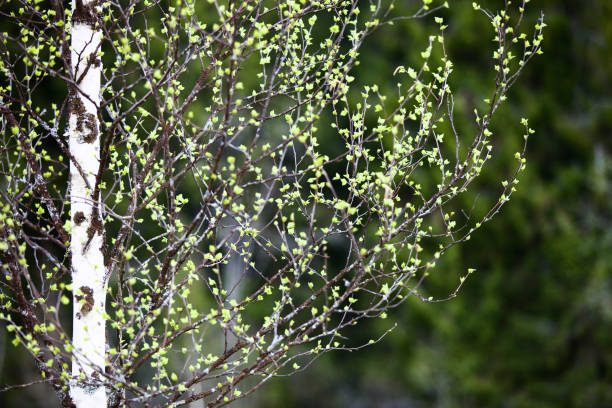Young bright green leaves on spring birch trees branches close-up