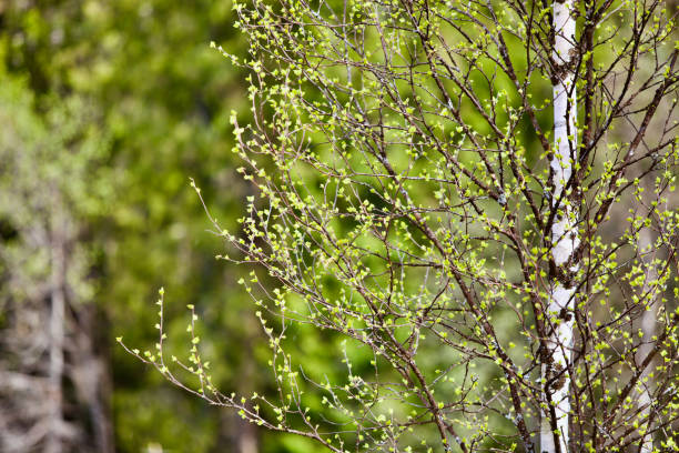 istock Young bright green leaves on spring birch trees branches close-up 1392182090