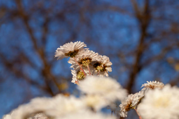 old autumn flowers with damage and other disadvantages