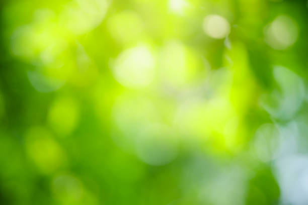 istock Abstract blurred out focus of green leaf nature with bokeh under sunlight. Use for wallaper or background. 1392183565