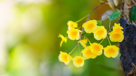 Closeup of yellow orchid flower and green leaf under sunlight with copy space using as background natural plants landscape, ecology cover page concept.