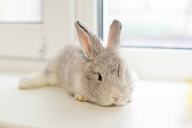 istock a little easter bunny is sitting on the window. 1392184410