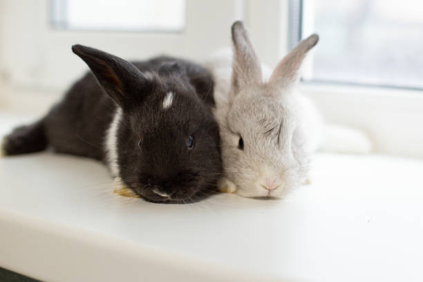 istock little rabbits sitting on the window. 1392184413