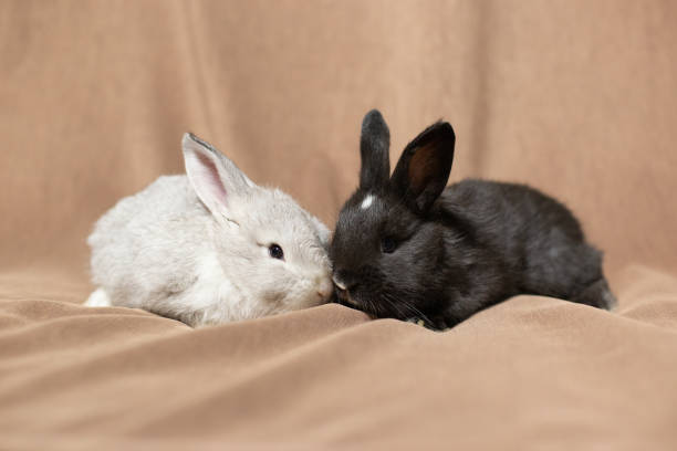 A bunny eyeing the camera.