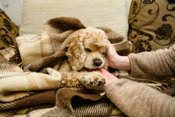 istock An American Cocker Spaniel lies on a couch wrapped in a blanket. 1392184836