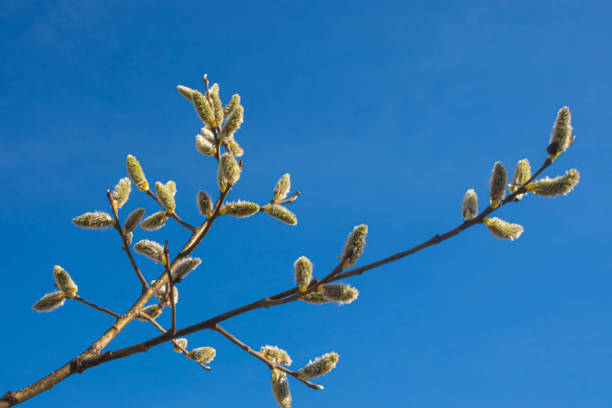 istock Branches of flowering willow in early spring. Flowers on branches with unopened leaves. 1392185689