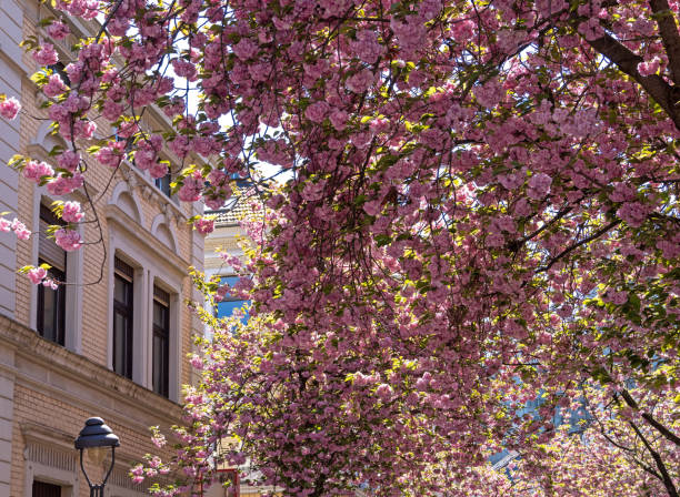 istock Cherry Blossom in Bonn 1392185766
