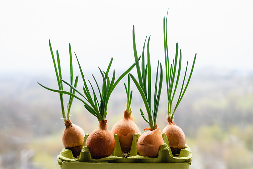 Onion with fresh sprouts growing in egg tray. Several bulbs with fresh sprouts on background of the window. Close-up.