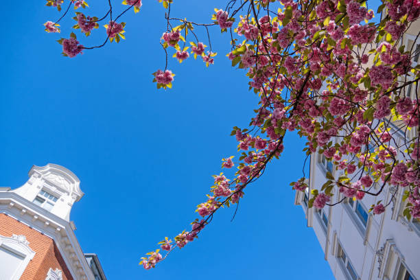 istock Cherry Blossom in Bonn 1392185769