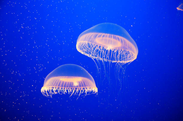 왕실 푸른 물에 해파리 - aquarium biology jellyfish nature 뉴스 사진 이미지