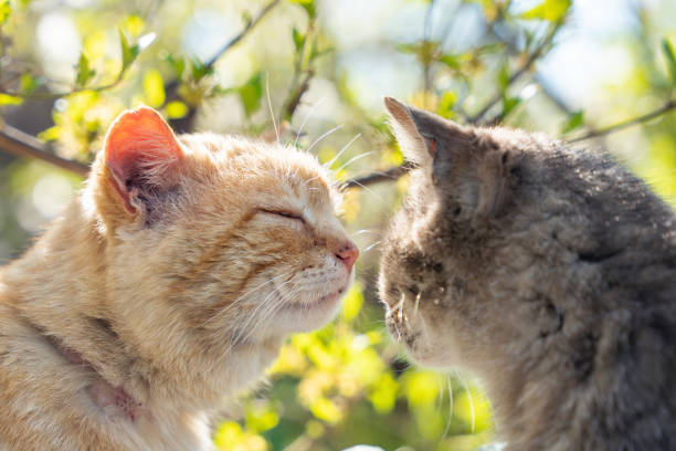 istock Two cats look at each other on a spring morning 1392185966