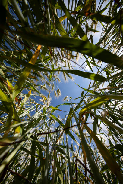 istock an agricultural field where cereal wheat is grown 1392186306