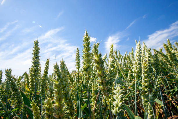 istock an agricultural field where cereal wheat is grown 1392186313