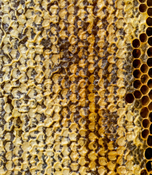 honeycomb filled with flower honey