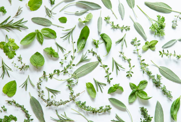 Herbs Various herbs on white background lime basil plant stock pictures, royalty-free photos & images