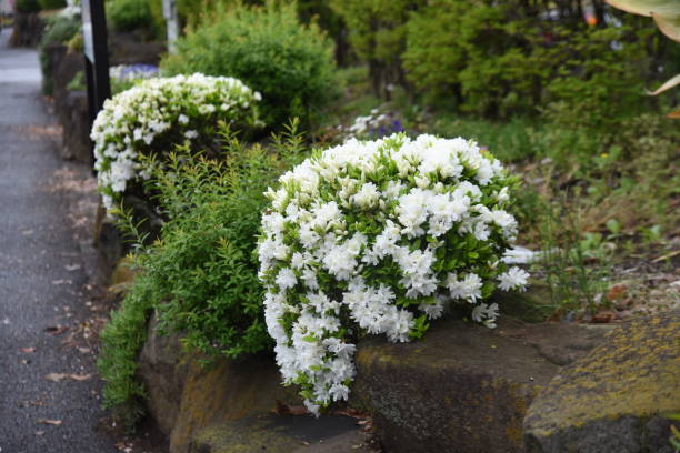 istock Japanese Kurume Azalea (Rhododendron obtusum) flowers. 1392188761