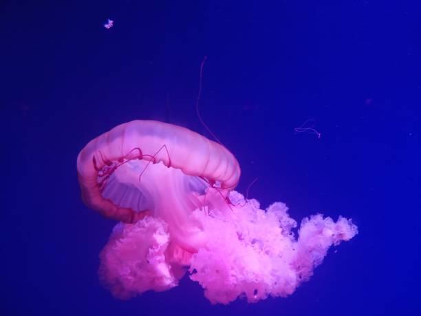 istock Pink glowing jellyfish in aquarium 1392190093